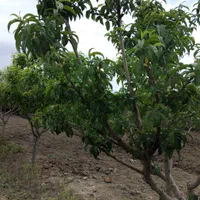 باغچه ۳۲۰ متر معاوضه خودرو اپارتمان کهریزک محمدشهر