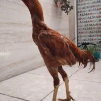 جوجه لاری نوک طوطی