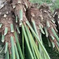 پاجوش نخل|گل و گیاه طبیعی|رودان, |دیوار
