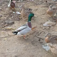 اردک رشتی ارگانیک