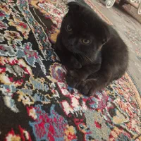 گربه اسکاتیش فولد