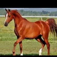 اجاره باکس اسب با آذوقه و بی اذوقه