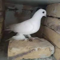 کبوتر|پرنده|تبریز, |دیوار