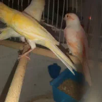 ۴عدد قناری ماده آماده اماده