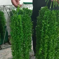 ریسه آویز شمشاد مصنوعی،