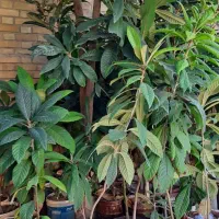 نهال ازگیل ، نهال سیب ترش، نهال نارنج،نهال پسته