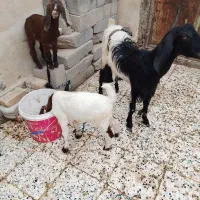 سلام خدمت دوستان عزیز