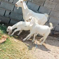بز جوان دوقلو زا با دوکهره ماده