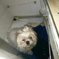 سگ پا کوتاه