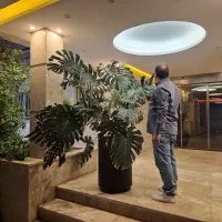 برگ انجیری مانسترا بیگ سایز