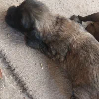 واگذاری شیتزو|سگ|ساری, |دیوار