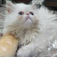 پرشین سوپرفلت ۸۰ روزه ماده