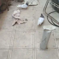 کبوتر