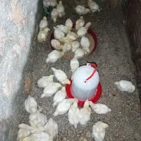 جوجه گوشتی ۱۴روزه|حیوانات مزرعه|سرپل ذهاب, |دیوار