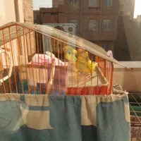 مرغ عشق جفت|پرنده|شریف‌آباد, |دیوار