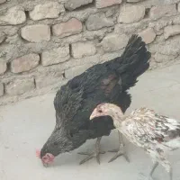 یه مرغ محلی باجوجه