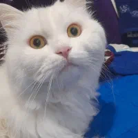 گربه پرشین برای واکذاری