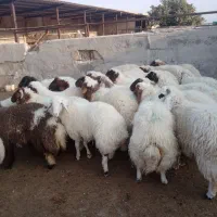 گوسفند پروار فروشی