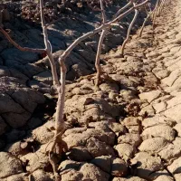 پیوند پسته