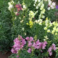 ۵عددسینینهالگلمیمونیپابلند|گل و گیاه طبیعی|جیرفت, |دیوار