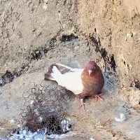 کبوتریاکفترسینه ای نقشی