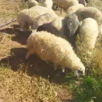 میش داشتی|حیوانات مزرعه|شیراز, حومه شیراز|دیوار