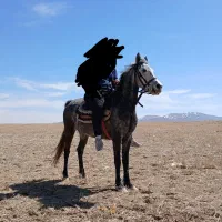 مادیان جوان|اسب و تجهیزات اسب‌سواری|سردرود, |دیوار