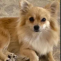 گمشده سگ یابنده 10 ملیون مژدگانی هدیه میگیرد