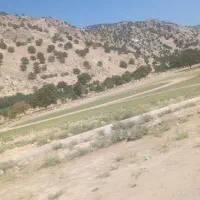 فروش بز