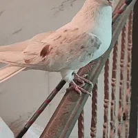 ماده دوکت کشیده بلند نوک قنار  وماده سبز