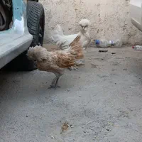 مرغ و خروس سلطان|حیوانات مزرعه|شیراز, گویم|دیوار