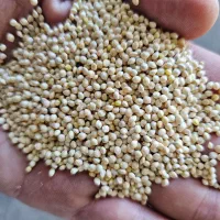 ارزن مرغوب روسی برای تغذیه پرندگان|لوازم جانبی حیوانات|آستارا, |دیوار