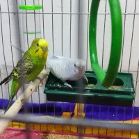 فروش یک جفت مرغ عشق
