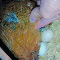 مرغ خروس لری. گلین|حیوانات مزرعه|خمینیشهر, |دیوار