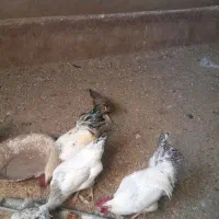 ۲ عدد خروس محلی