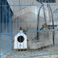 فنچ مهر پنجاه و نه