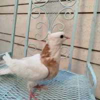 کبوتر طوقی ماده پالخت زرد پاک