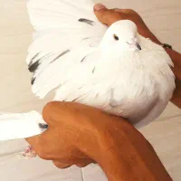 نر خالپیس اصیل