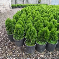 کامیس|خدمات باغبانی و درختکاری|تنکابن, |دیوار