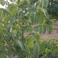 باغ میوه و انگور|فروش زمین و ملک کلنگی|خرمدره, |دیوار