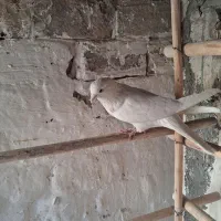 کبوتر پرشی