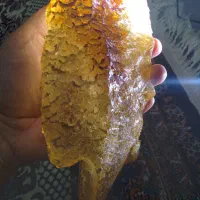 سنگ‌ کهربا جنگلی