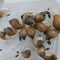 حلزون،جوجه حلزون آچاتینا آلبینو