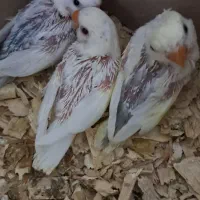 طوطی برزیلی سرلاکی دستی