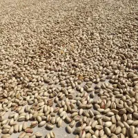 فروش پوست پسته ،کربن پسته|عمدهفروشی|مه ولات, |دیوار