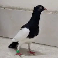 یهودی کاکلی