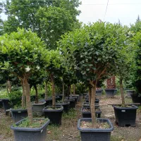 ماداگاسکار نخل درخت بلوط جوندار بزرگ گل درشت قوی|خدمات باغبانی و درختکاری|تهران, شهرک غرب|دیوار