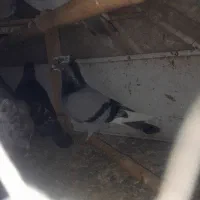 کبوتر مسافتی