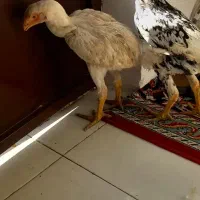 عدد جوجه  لاری ضمانتی