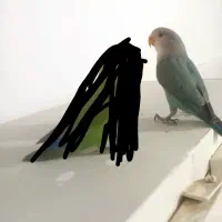 طوطی کوتوله نیمه دستی خوش‌رنگ|پرنده|طبس, |دیوار